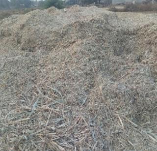 Old 500's currency cut with curtain | कडब्यासोबत कापल्या ५०० च्या जुन्या नोटा Old 500's currency cut with curtain | कडब्यासोबत कापल्या ५०० च्या जुन्या नोटा