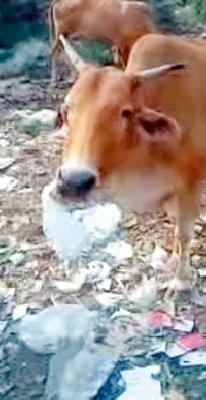 100 cows die every year due to drinking plastic bags | प्लास्टिक पिशव्या खाल्ल्याने वर्षभरात शंभर गायींचा मृत्यू