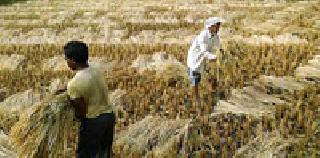 666 help farmers | ६६६ शेतकऱ्यांना मदत 666 help farmers | ६६६ शेतकऱ्यांना मदत