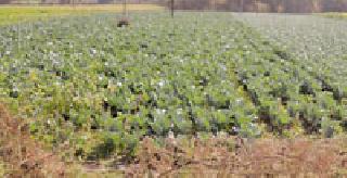 Agricultural Vegetables: | शेती पालेभाज्यांची : Agricultural Vegetables: | शेती पालेभाज्यांची :