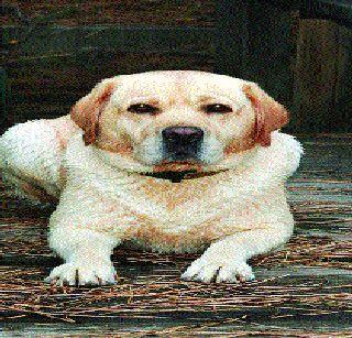 Favorite dog death sentence read by DNA test | डीएनए चाचणीमुळे वाचला आवडत्या कुत्र्याचा मृत्युदंड Favorite dog death sentence read by DNA test | डीएनए चाचणीमुळे वाचला आवडत्या कुत्र्याचा मृत्युदंड