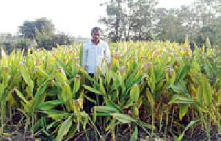 Production of Half Yearly Product from Haldi | एक एकरातील हळदीपासून अडीच लाखांचे उत्पादन