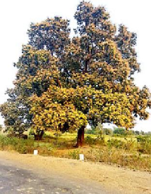 Mango rose | आंबा बहरला