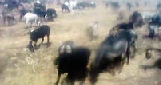 District Collector Kathewadi? | जिल्हाधिकारी काठेवाडींवर मेहेरबान का? District Collector Kathewadi? | जिल्हाधिकारी काठेवाडींवर मेहेरबान का?