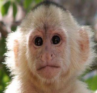 Monkeys roam Chennai airport! | चेन्नई विमानतळावर घुसली माकडे! Monkeys roam Chennai airport! | चेन्नई विमानतळावर घुसली माकडे!