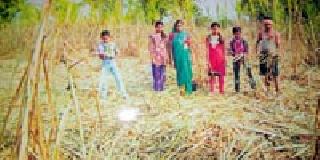 Randukar spoiled sugarcane | रानडुकरांनी केला ऊस उद्ध्वस्त Randukar spoiled sugarcane | रानडुकरांनी केला ऊस उद्ध्वस्त