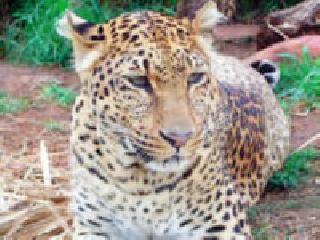 The killing of 13 goats in a leopard attack | बिबट्याच्या हल्ल्यात १३ शेळ्या ठार The killing of 13 goats in a leopard attack | बिबट्याच्या हल्ल्यात १३ शेळ्या ठार