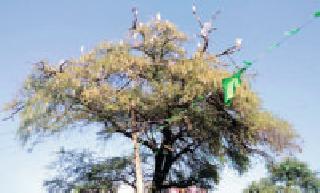 Peeve school | बगळ्यांची शाळा...