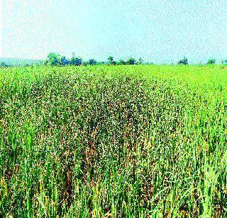 Declined market price was 'like' | घसरलेले बाजारभाव ‘जैसे थे’