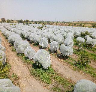 Three thousand trees covered with cloth to protect them from sunlight | उन्हापासून बचावासाठी कापडाने झाकली तीन हजार झाडे