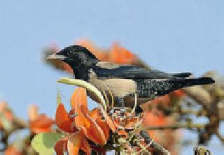 European guests visit Nagpur | युरोपियन पाहुणे नागपूरकरांच्या भेटीला European guests visit Nagpur | युरोपियन पाहुणे नागपूरकरांच्या भेटीला