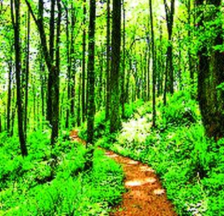 261 trees for widening | रुंदीकरणासाठी २६१ वृक्षतोड 261 trees for widening | रुंदीकरणासाठी २६१ वृक्षतोड