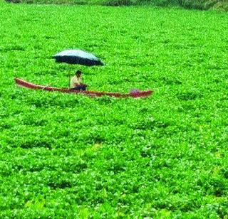 When will waterproofing be lost? | जलपर्णीचा विळखा सुटणार तरी कधी? When will waterproofing be lost? | जलपर्णीचा विळखा सुटणार तरी कधी?