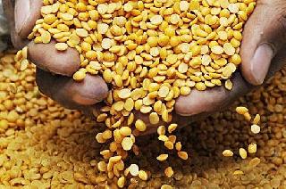 Depletion of purchase of pigeon peas in the state | राज्यात हमीभावाने तूर खरेदीचा बोजवारा Depletion of purchase of pigeon peas in the state | राज्यात हमीभावाने तूर खरेदीचा बोजवारा