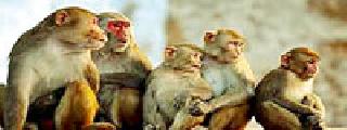 Monkey bust in Ganeshpur | गणेशपुरात माकडांचा उच्छाद