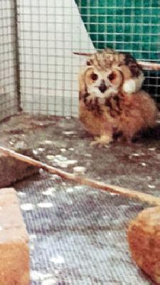 The rare euretian owl in Gorevada! | गोरेवाड्यात दुर्मिळ युरेशियन घुबड!
