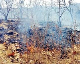 Forest fire brigade fire? | वन तस्करांकडून जंगलाला आग? Forest fire brigade fire? | वन तस्करांकडून जंगलाला आग?