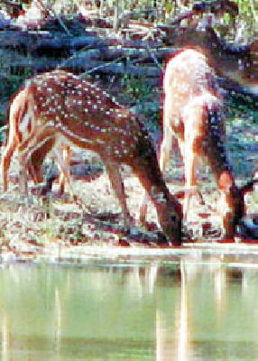 276 Thirst of wild animals that will deliver resources | २७६ स्रोत भागविणार वन्यप्राण्यांची तहान