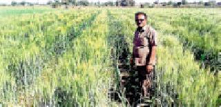 Various inter interpolation | ऊसात घेतली विविध चार आंतरपिके Various inter interpolation | ऊसात घेतली विविध चार आंतरपिके