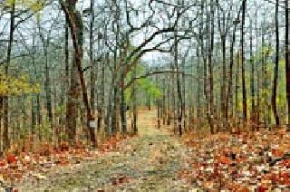 Siddhartha saying goodbye to the celebration of PanGalite ...! | शिशिराला अलविदा म्हणत सजतोयं पानगळतीचा सोहळा...! Siddhartha saying goodbye to the celebration of PanGalite ...! | शिशिराला अलविदा म्हणत सजतोयं पानगळतीचा सोहळा...!