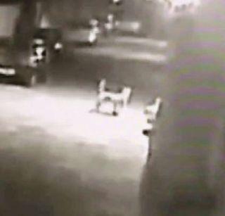 VIDEO: ... when the dogs catch the leopard | VIDEO: ...जेव्हा कुत्रे बिबट्याला पळवून लावतात