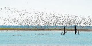 Pothra and Lalana to the birds in the project | पोथरा व लालनाला प्रकल्पावर पक्ष्यांची मांदियाळी Pothra and Lalana to the birds in the project | पोथरा व लालनाला प्रकल्पावर पक्ष्यांची मांदियाळी