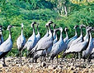 Karakonchancha village .. | करकोच्यांचं गाव.. Karakonchancha village .. | करकोच्यांचं गाव..