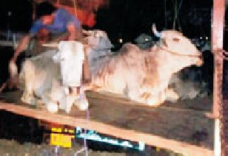 18 children released for slaughter | कत्तलीसाठी जाणाऱ्या १८ बैैलांची सुटका