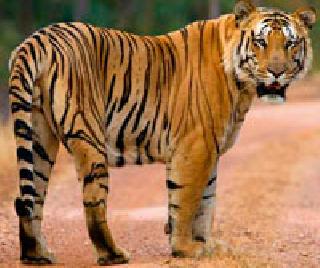 $$ Tipperk taluka in danger of animal damage in Tipeshwar Wildlife Sanctuary: Due to the depletion of forest department | टिपेश्वर अभयारण्यातील प्राणी संकटात$$्रिपांढरकवडा तालुका : वाघाच्या शिकारीचे प्रमाण वाढले, वन विभागाची उदासीनता