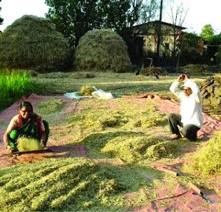 Good production from 4 kg pot | चार किलो मटकीतून चांगले उत्पादन