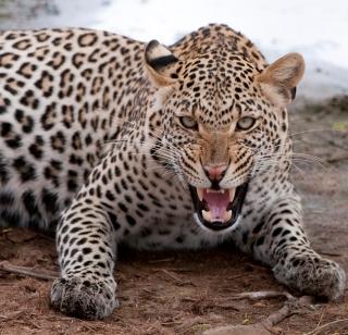 Theft of dead leopard organs | मृत बिबट्याच्या अवयवांची चोरी Theft of dead leopard organs | मृत बिबट्याच्या अवयवांची चोरी