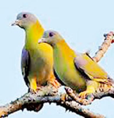 Even before the world was attacked, Harish was the victim of the attack | संसार थाटण्यापूर्वीच राज्यपक्षी हरियलची शिकार