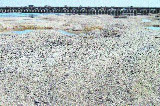 Outstanding sand stove from river bed | नदीपात्रातून बेसुमार वाळू उपसा Outstanding sand stove from river bed | नदीपात्रातून बेसुमार वाळू उपसा