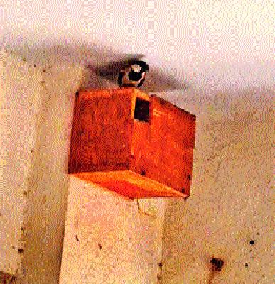Distribution of 14 thousand nests | १४ हजार घरट्यांचे वाटप