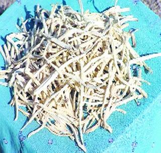 Vidarbha white beans, Ashwagandha cultivation | विदर्भातील सफेद मुसळी, अश्वगंधा लागवडीवर भर! Vidarbha white beans, Ashwagandha cultivation | विदर्भातील सफेद मुसळी, अश्वगंधा लागवडीवर भर!