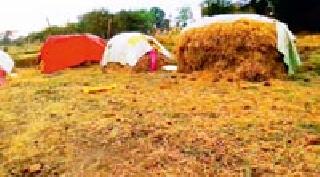 Due to the sudden rainy season | अवकाळी पावसाचा पिकांना फटका