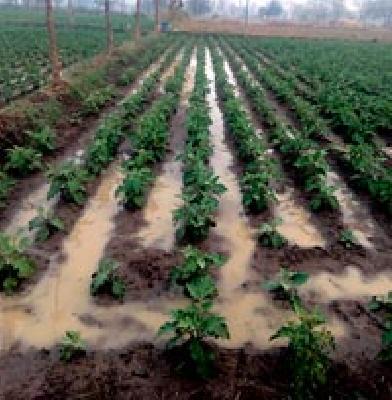 The sudden rains hit the rabbi | अवकाळी पावसाचा रब्बीला फटका