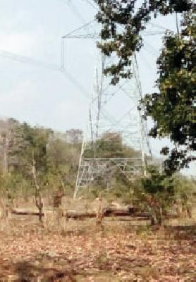 Electricity killed three bulls with the help of a telegraph | वीज तारांच्या स्पर्शाने तीन बैल ठार