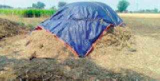 Due to incessant rains farmers are scared | अवकाळी पावसाची शेतकऱ्यांत धास्ती Due to incessant rains farmers are scared | अवकाळी पावसाची शेतकऱ्यांत धास्ती