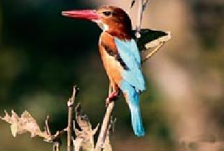 Workshop on Common Bird Monitoring Project in Warded | वर्धेत कॉमन बर्ड मॉनिटरिंग प्रकल्पावर आज कार्यशाळा Workshop on Common Bird Monitoring Project in Warded | वर्धेत कॉमन बर्ड मॉनिटरिंग प्रकल्पावर आज कार्यशाळा