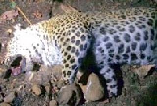In a hunter-hitting shootout a local smuggler | बिबट शिकारीत स्थानिक तस्कर निशाण्यावर