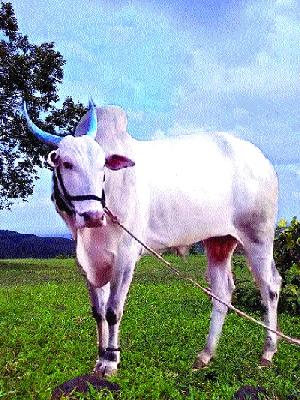 Lotus Jansagar for the funeral of Maharashtra Kesari 'Sunder' | महाराष्ट्र केसरी ‘सुंदर’च्या अंत्यदर्शनासाठी लोटला जनसागर