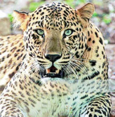 Hidos of Leopard in Govindpur area | गोविंदपूर परिसरात बिबट्याचा हैदोस