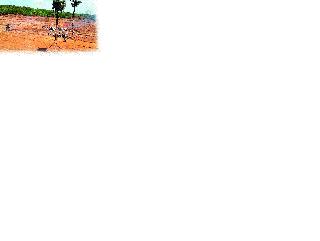 Burnt houses 'Holte Home' | जळक्या लाकडांचा ‘होल्टे होम’ Burnt houses 'Holte Home' | जळक्या लाकडांचा ‘होल्टे होम’