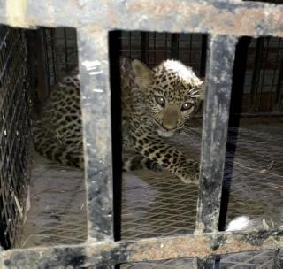 Sensation of the leopard found! | बिबट्याचे पिलू आढळल्याने खळबळ!