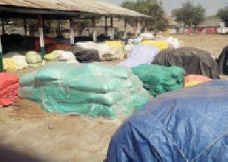 The farmers of the Holi Purchase Center | शेतकऱ्यांची होळी खरेदी केंद्रावरच