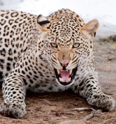 The victim of a leopard hunted | बिबट्याने केली गोऱ्ह्याची शिकार The victim of a leopard hunted | बिबट्याने केली गोऱ्ह्याची शिकार