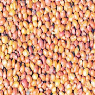 Nafed has 21 thousand 19 quintals of arrivals | नाफेडकडे २१ हजार १९ क्विंटल तुरीची आवक