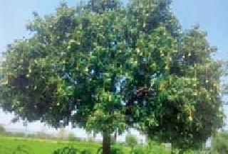 Mango Shuffle: | आंबा लदबदला : Mango Shuffle: | आंबा लदबदला :