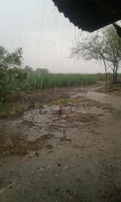 Due to drought, agriculture losses in Solapur | सोलापूरला अवकाळी पावसाने झोडपले, शेतीपिकांचे नुकसान